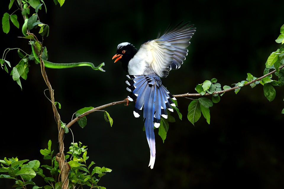 online action battles